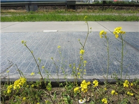 太阳能马路
